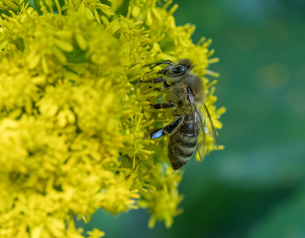Insekten-Makros