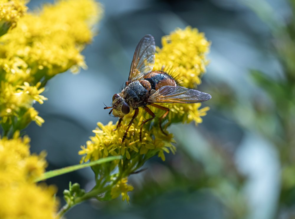 Insekten-Makros