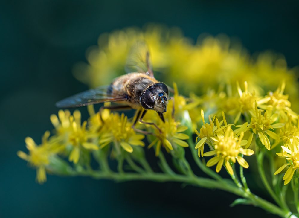 Insekten-Makros