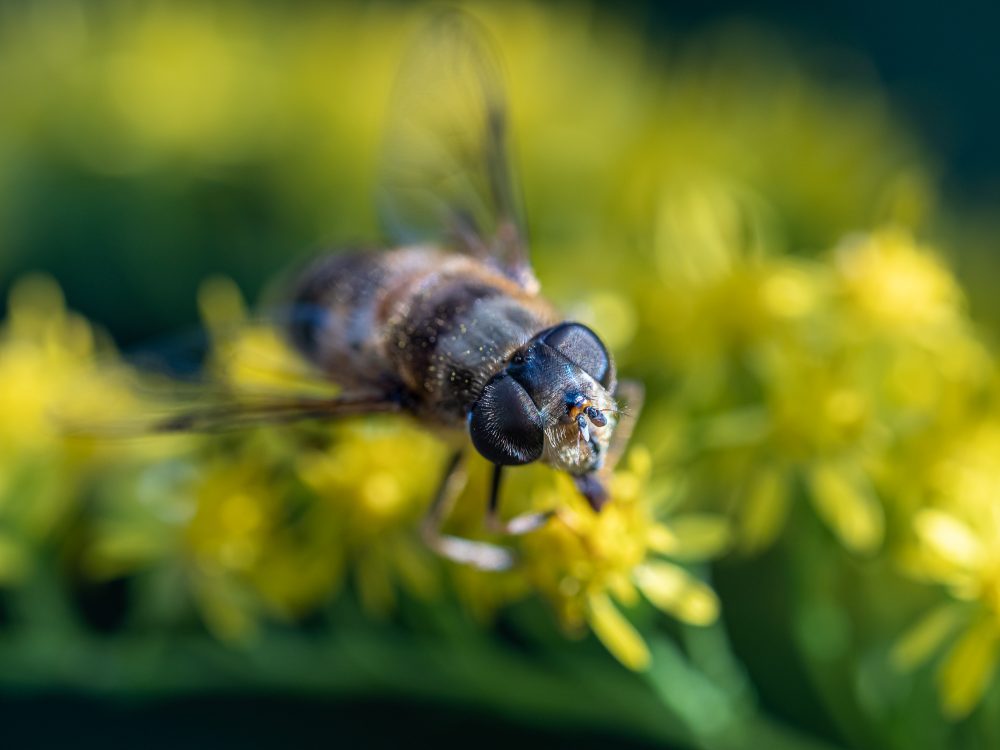 Insekten-Makros
