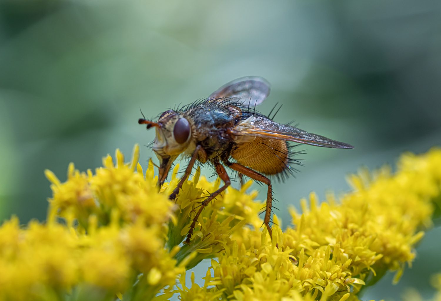 Insekten-Makros