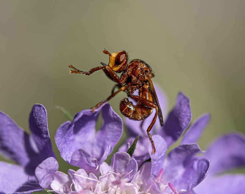 Insekten-Makros