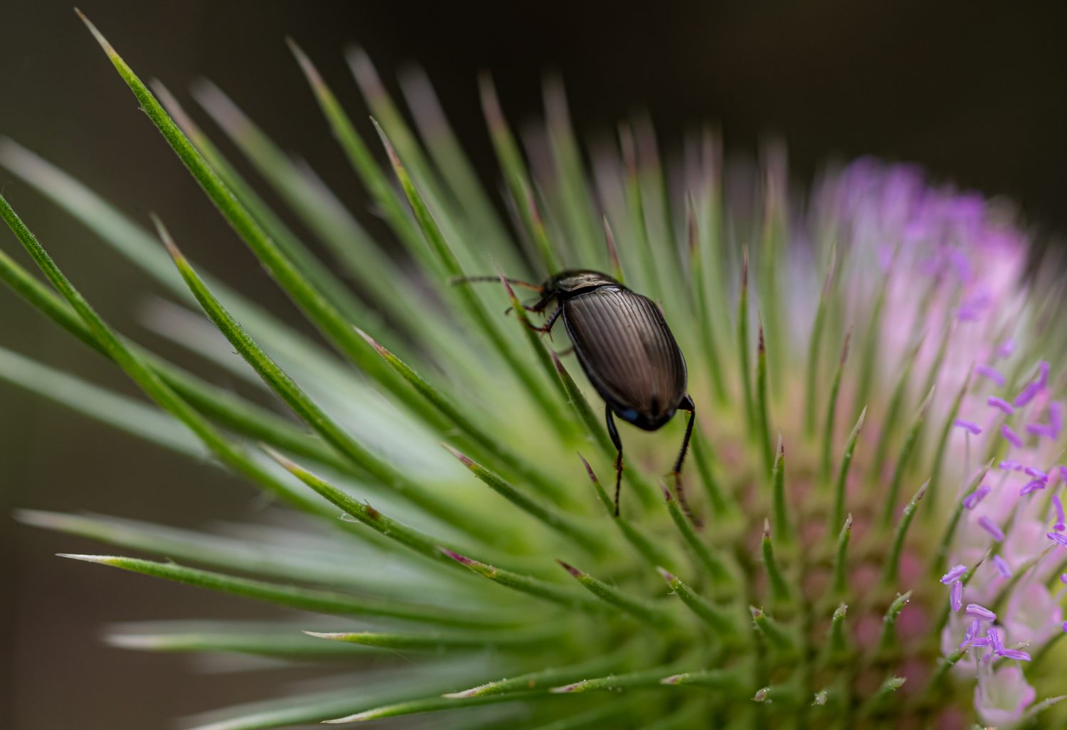Insekten-Makros