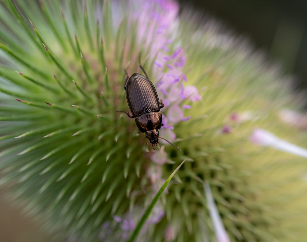 Insekten-Makros