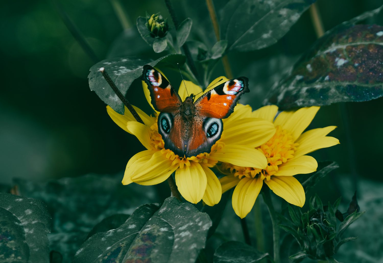 Insekten-Makros