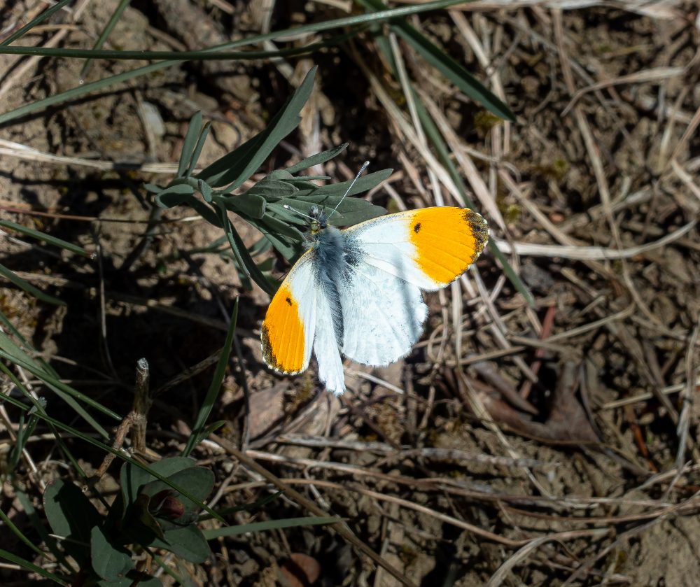 Insekten-Makros