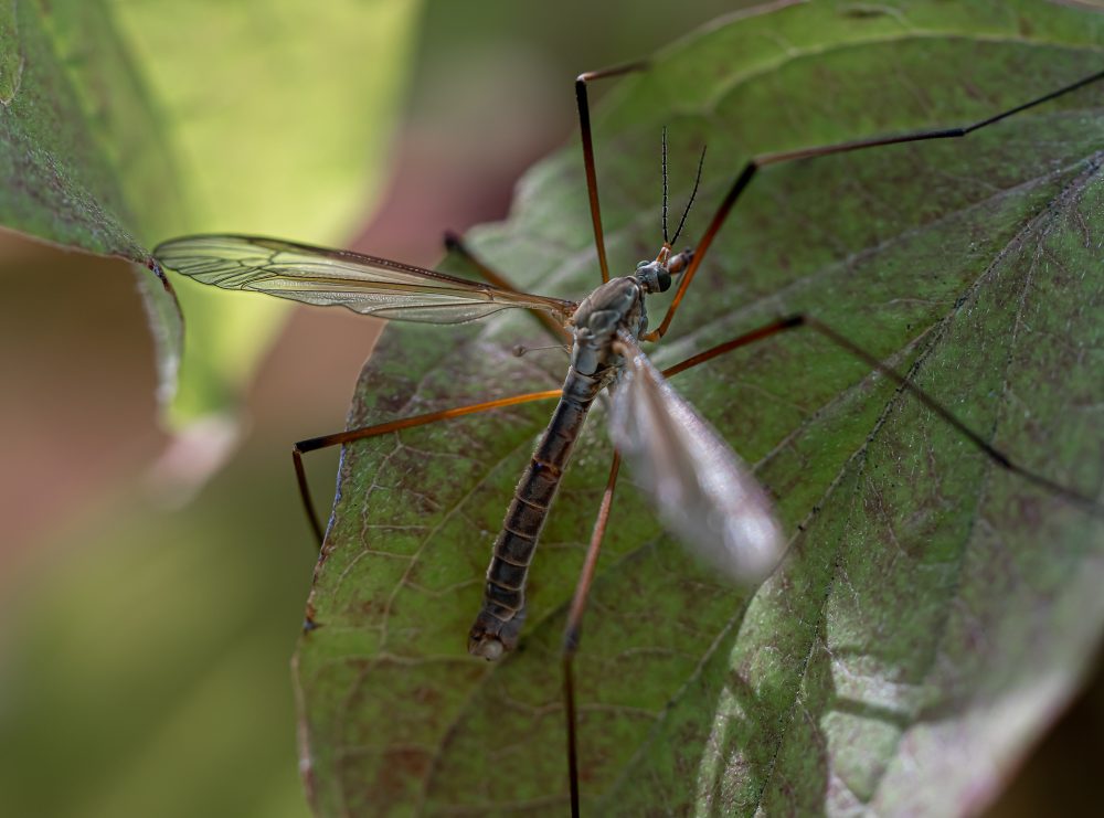 Insekten-Makros