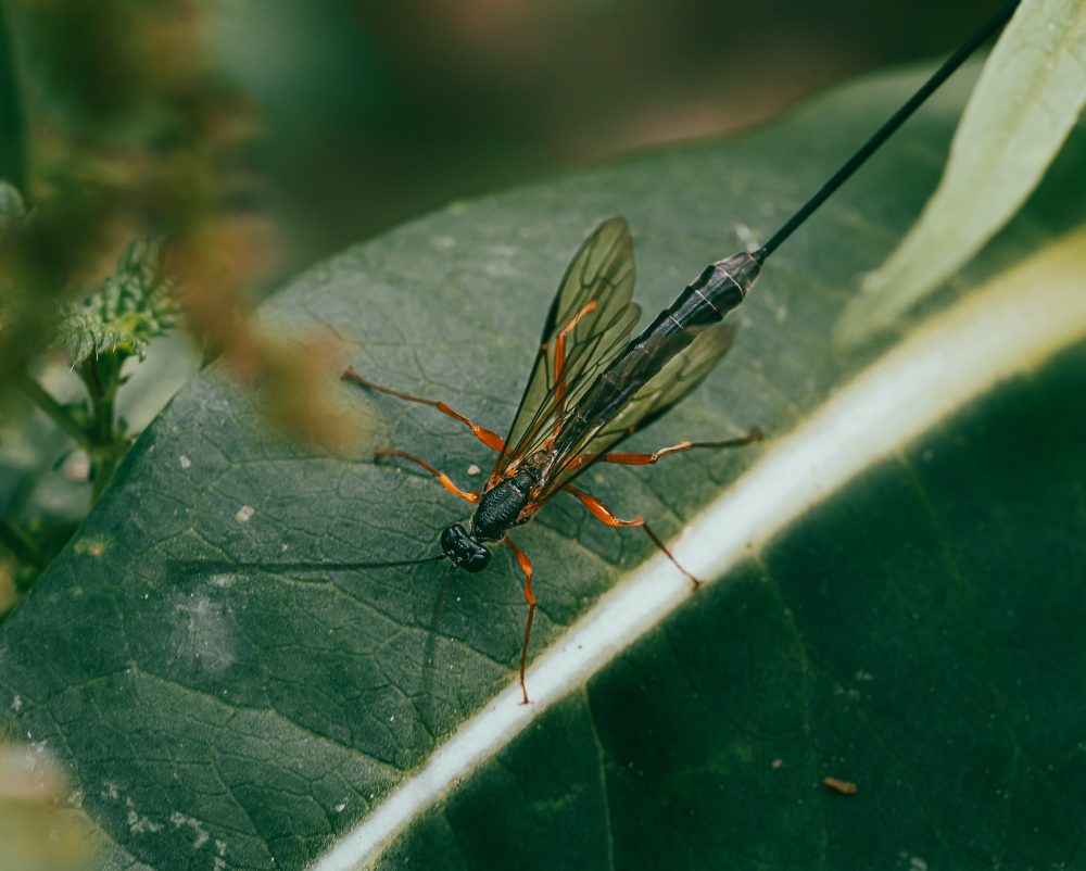 Insekten-Makros