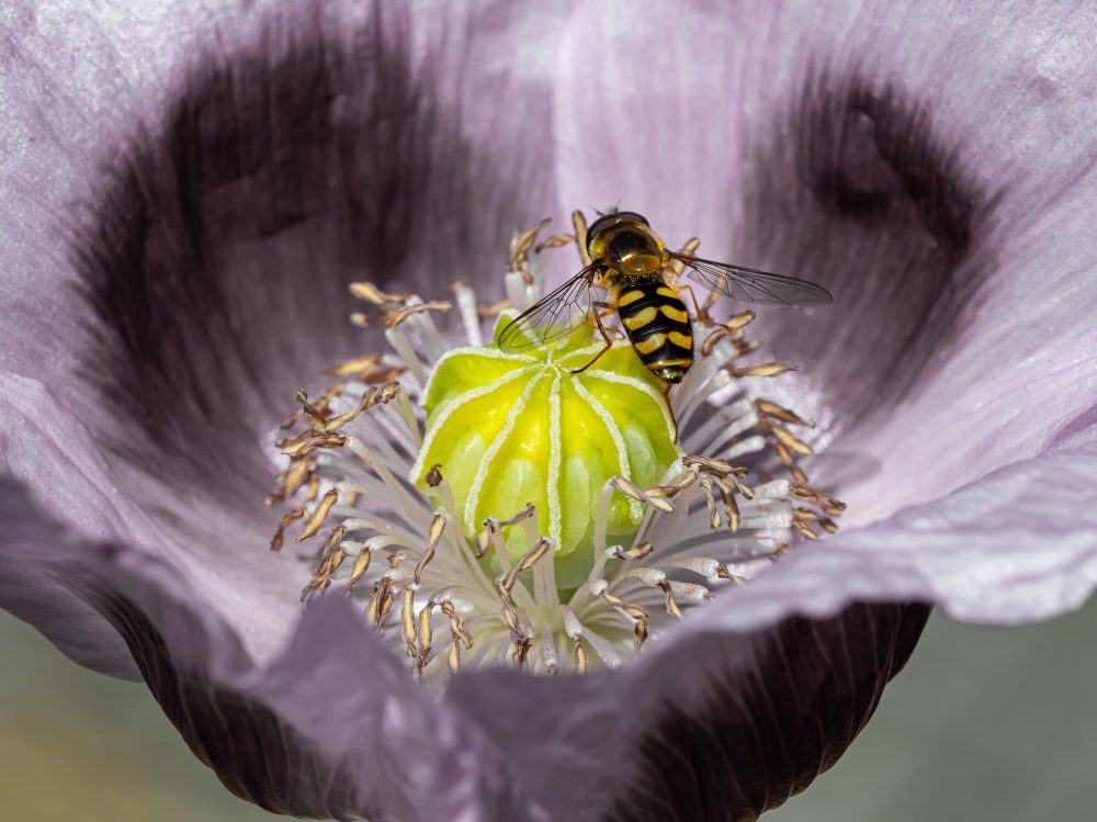 Insekten-Makros
