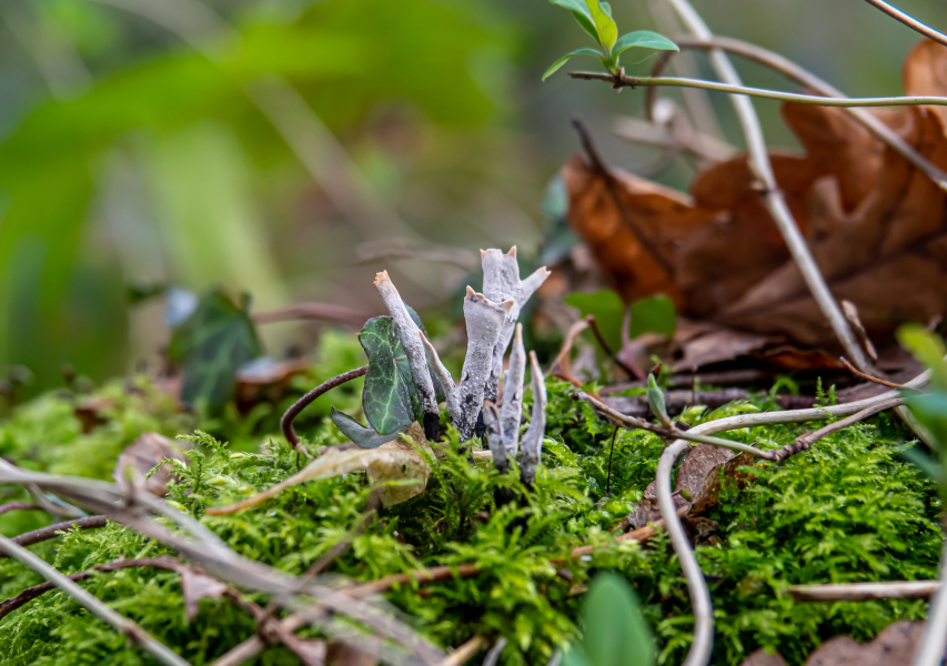 Geweihförmige Holzkeule Geweihförmige Holzkeule