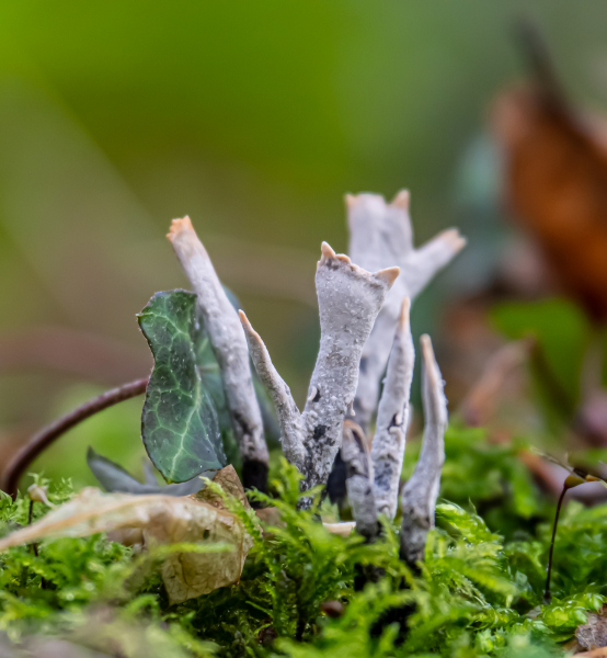 Geweihförmige Holzkeule Geweihförmige Holzkeule