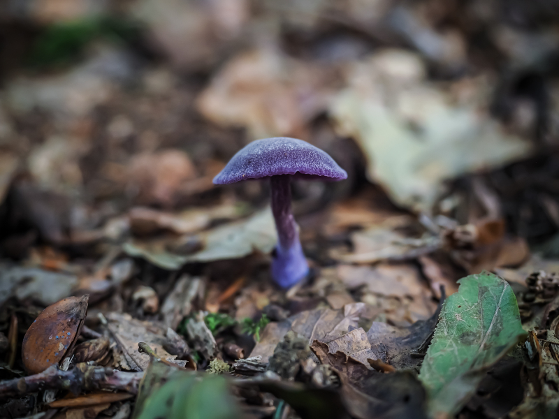 Lacktrichterling Lacktrichterling