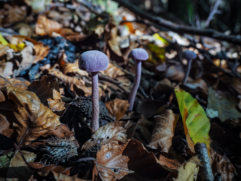 Lacktrichterling Lacktrichterling