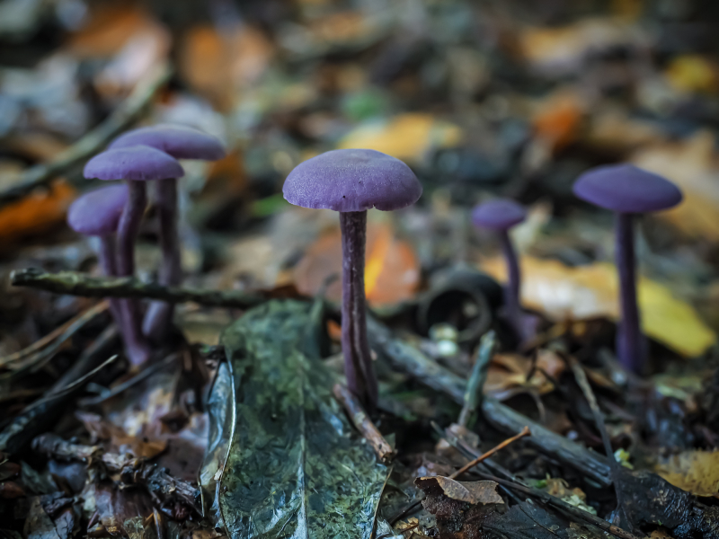 Lacktrichterling Lacktrichterling