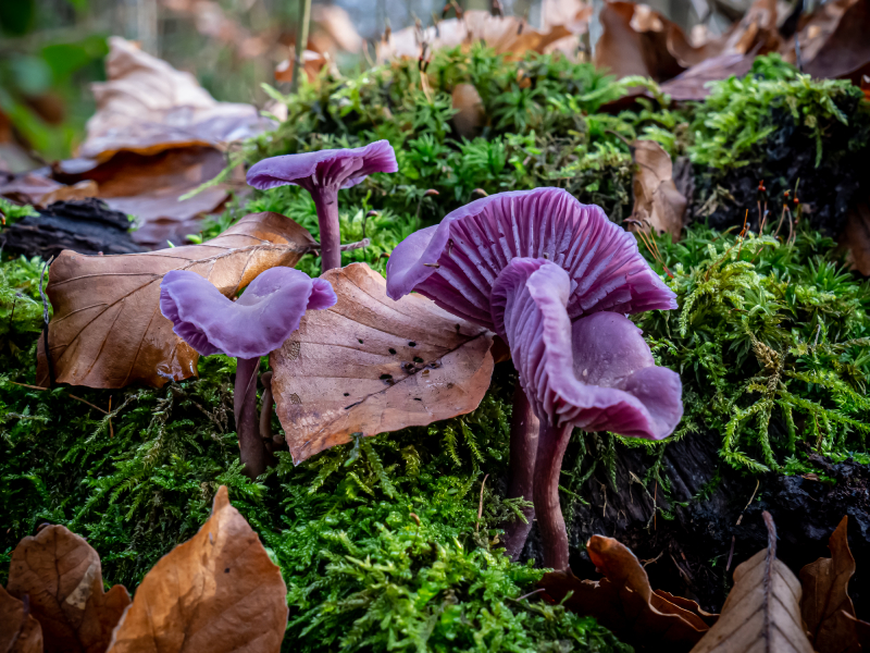 Lacktrichterling Lacktrichterling