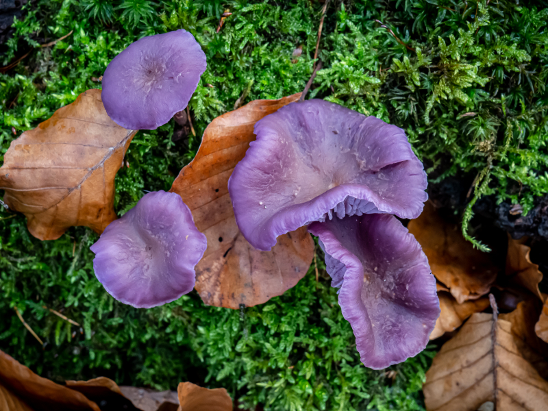 Lacktrichterling Lacktrichterling