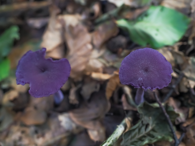 Lacktrichterling Lacktrichterling