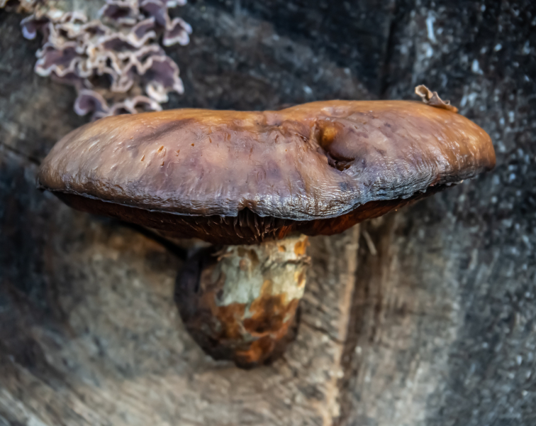 Pappelschüppling Pappelschüppling