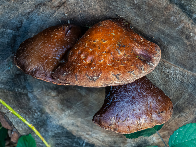 Pappelschüppling Pappelschüppling