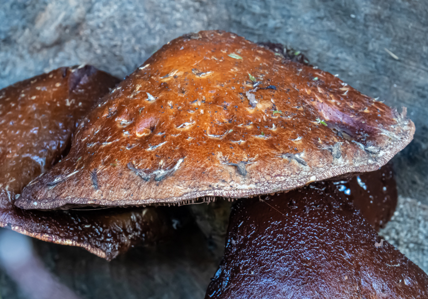 Pappelschüppling Pappelschüppling