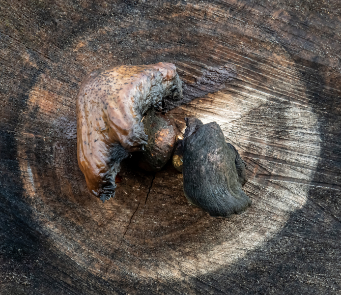 Pappelschüppling Pappelschüppling