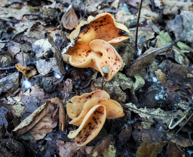 Feuerkissenverwandte (Ledergelber Öhrling) Feuerkissenverwandte (Ledergelber Öhrling)