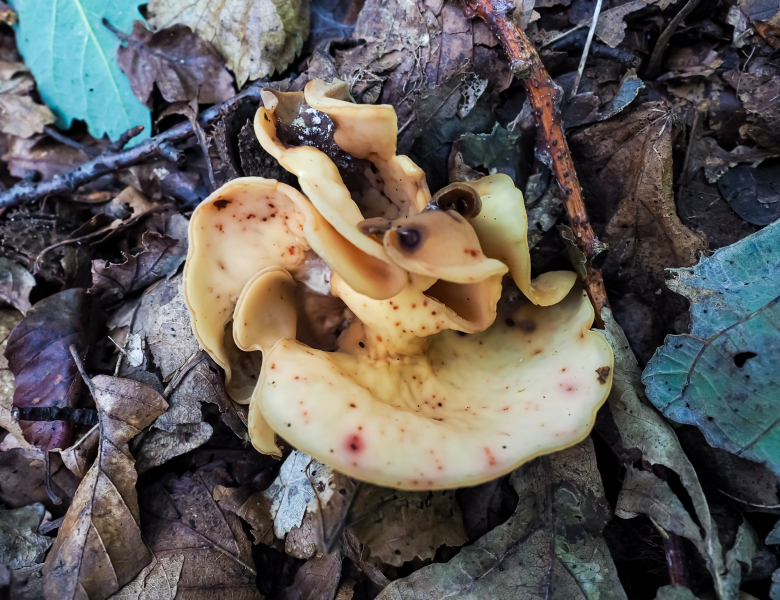 Feuerkissenverwandte (Ledergelber Öhrling) Feuerkissenverwandte (Ledergelber Öhrling)