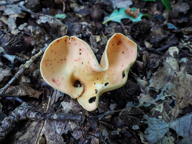 Feuerkissenverwandte (Ledergelber Öhrling) Feuerkissenverwandte (Ledergelber Öhrling)