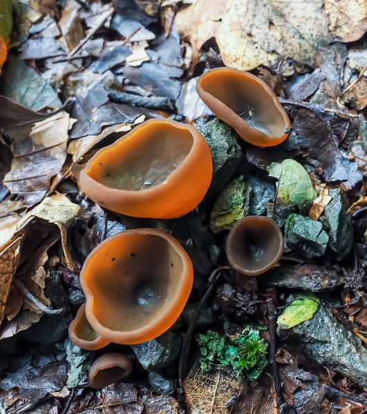 Feuerkissenverwandte (Echter Becherling) Feuerkissenverwandte (Echter Becherling)