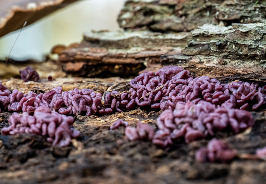 Feuerkissenverwandte (Fleischroter Gallertbecherling) Feuerkissenverwandte (Fleischroter Gallertbecherling)