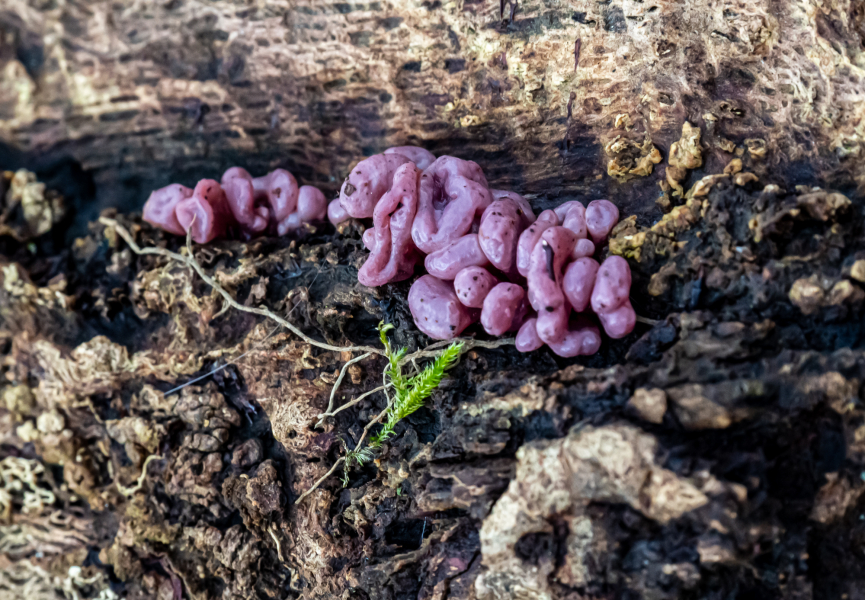 Feuerkissenverwandte (Fleischroter Gallertbecherling) Feuerkissenverwandte (Fleischroter Gallertbecherling)