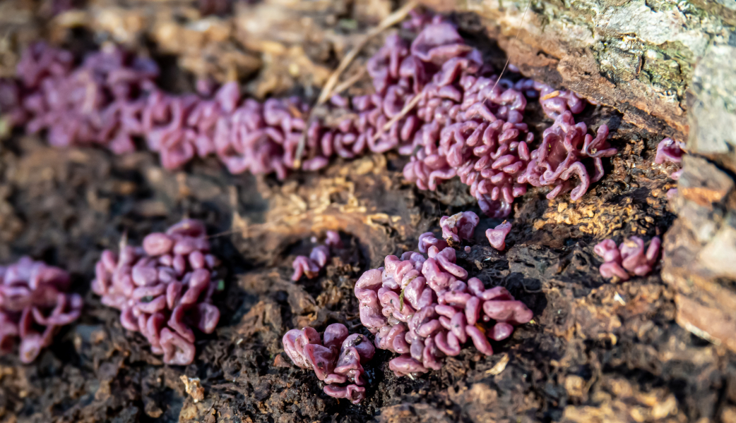 Feuerkissenverwandte (Fleischroter Gallertbecherling) Feuerkissenverwandte (Fleischroter Gallertbecherling)