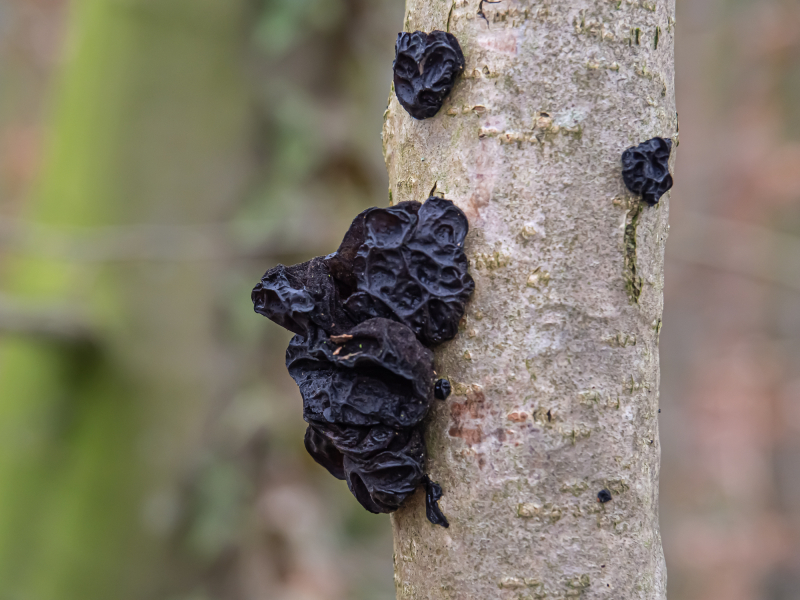 Ohrlappenpilze (Stoppeliger Drüsling) Ohrlappenpilze (Stoppeliger Drüsling)