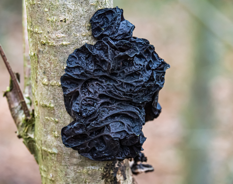 Ohrlappenpilze (Stoppeliger Drüsling) Ohrlappenpilze (Stoppeliger Drüsling)