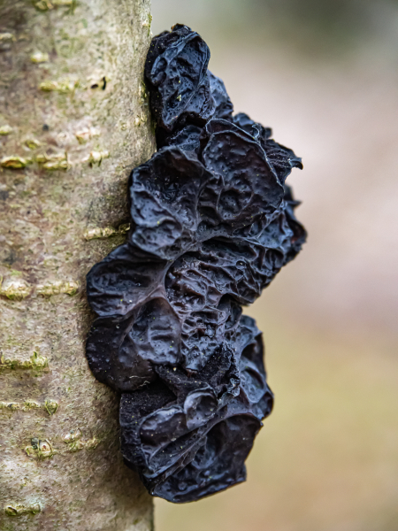 Ohrlappenpilze (Stoppeliger Drüsling) Ohrlappenpilze (Stoppeliger Drüsling)