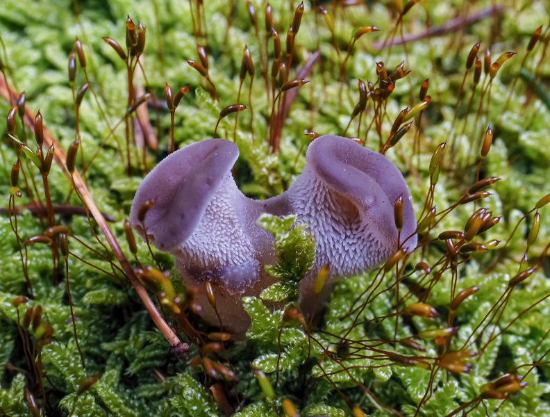 Ohrlappenpilze (Gallertartiger Zitterling) Ohrlappenpilze (Gallertartiger Zitterling)