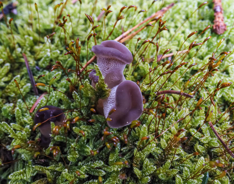 Ohrlappenpilze (Gallertartiger Zitterling) Ohrlappenpilze (Gallertartiger Zitterling)