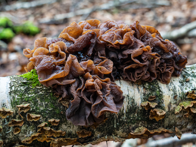 Ohrlappenpilze (Blattartiger Zitterling) Ohrlappenpilze (Blattartiger Zitterling)