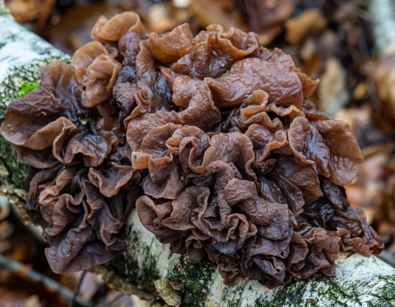 Ohrlappenpilze (Blattartiger Zitterling) Ohrlappenpilze (Blattartiger Zitterling)