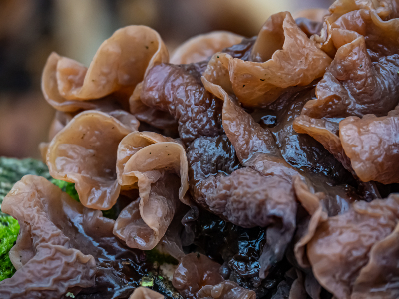 Ohrlappenpilze (Blattartiger Zitterling) Ohrlappenpilze (Blattartiger Zitterling)