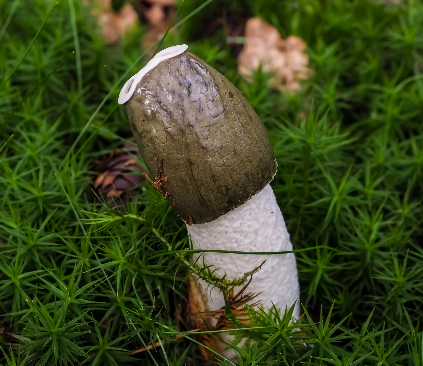 Stinkmorchel Stinkmorchel