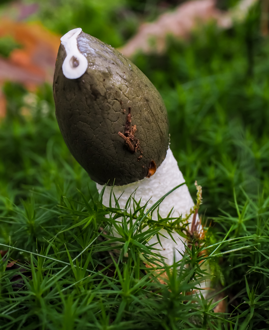 Stinkmorchel Stinkmorchel