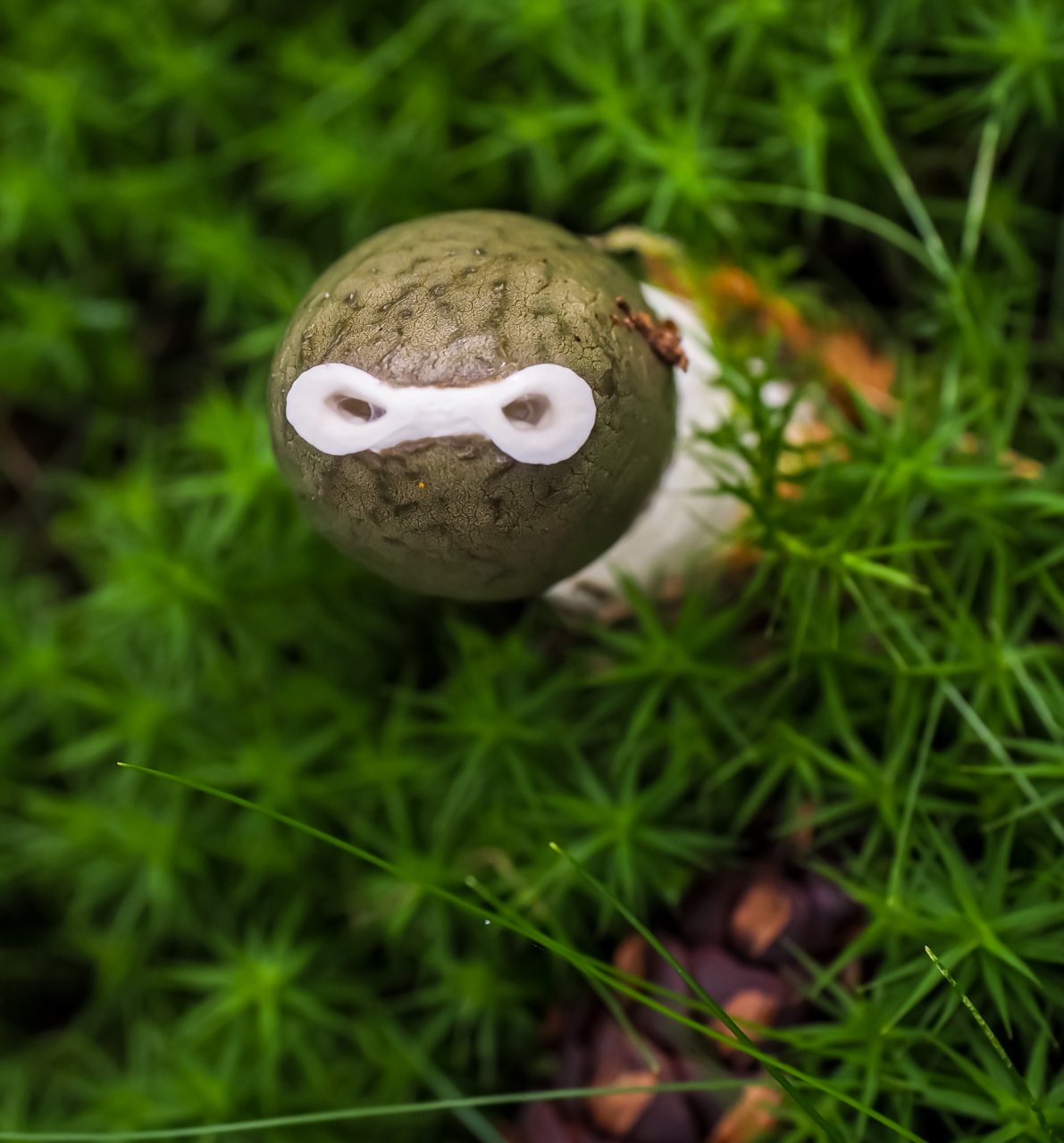 Stinkmorchel Stinkmorchel