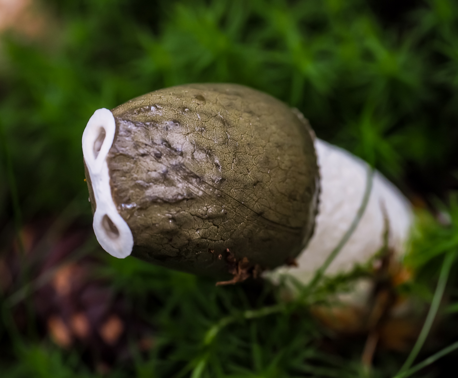 Stinkmorchel Stinkmorchel