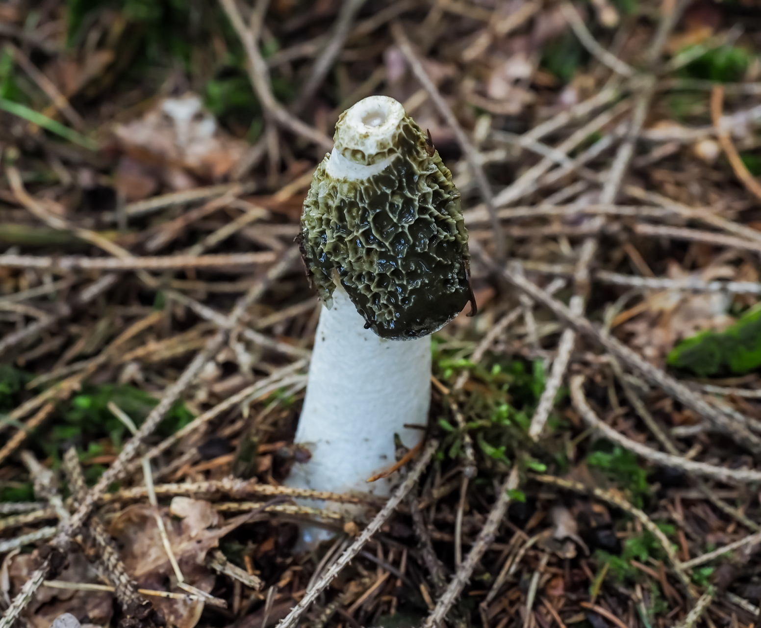 Stinkmorchel Stinkmorchel