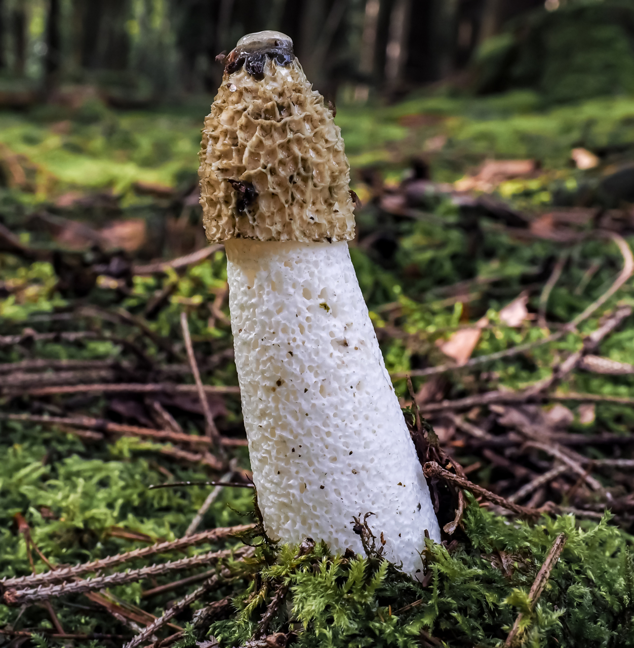 Stinkmorchel Stinkmorchel