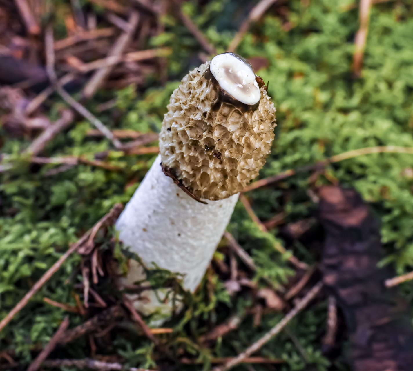 Stinkmorchel Stinkmorchel