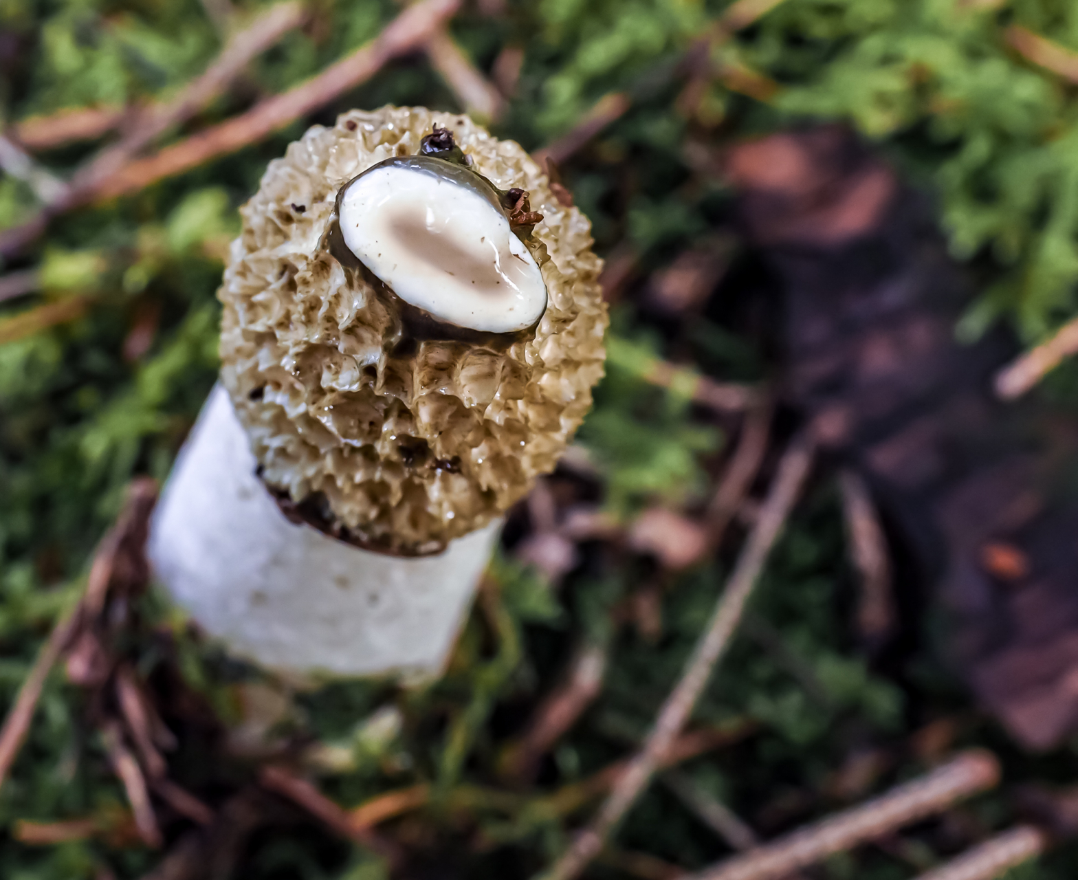 Stinkmorchel Stinkmorchel