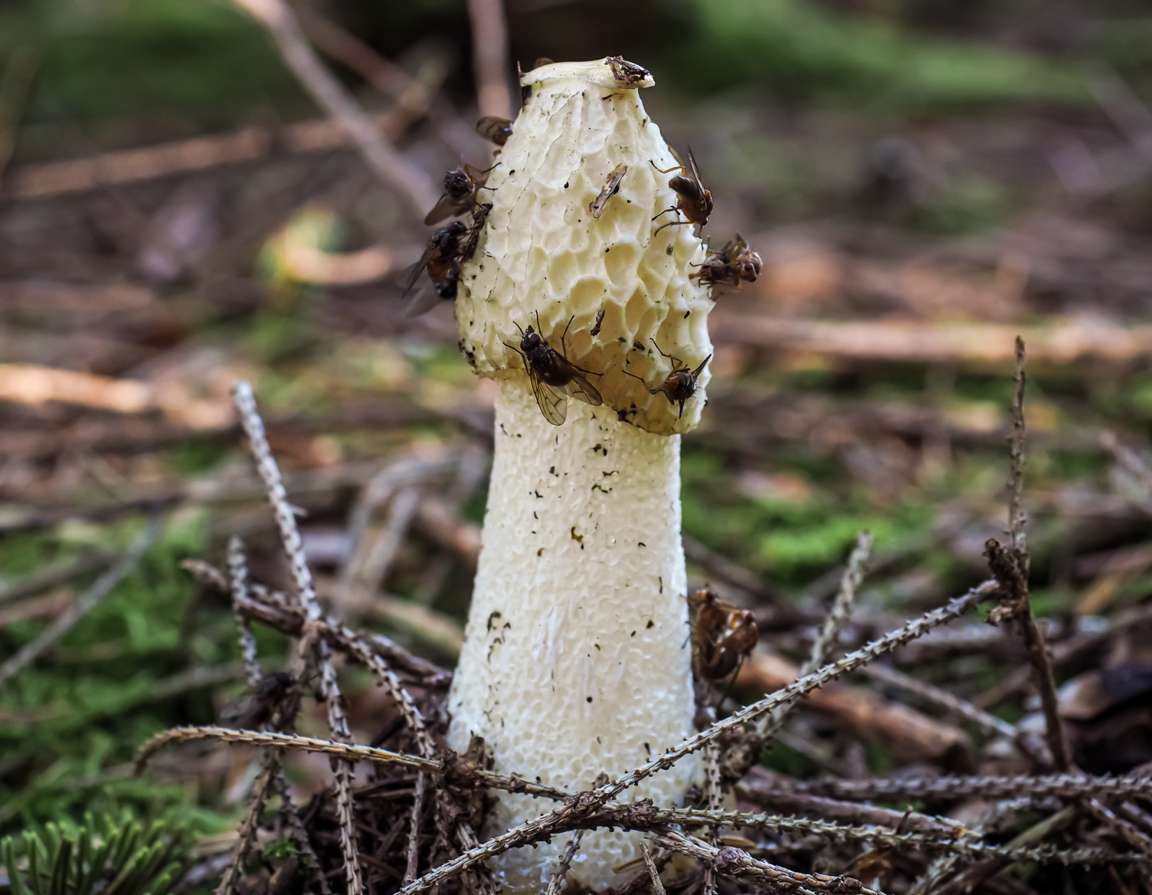 Stinkmorchel Stinkmorchel