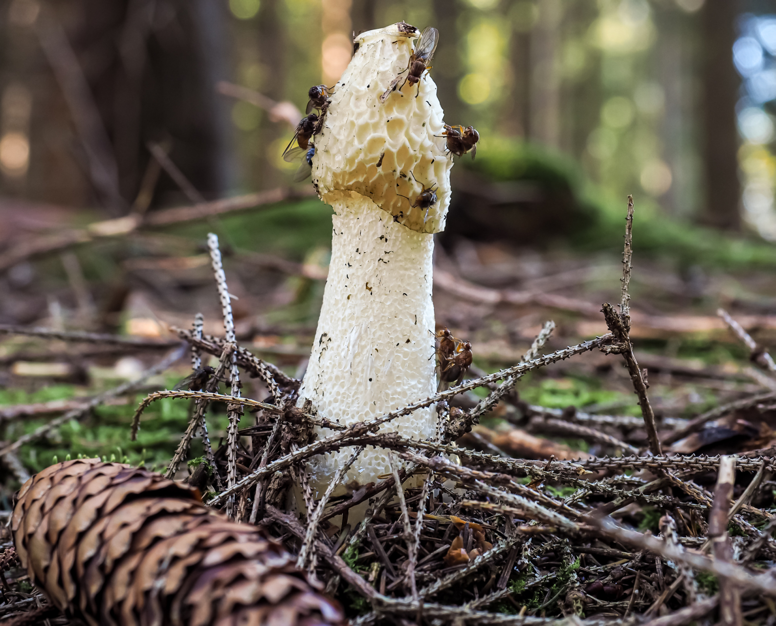 Stinkmorchel Stinkmorchel